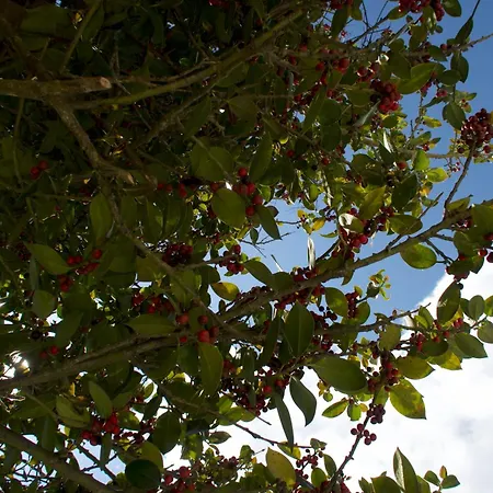 펜션 Tra Il Mare E I Monti 산레모